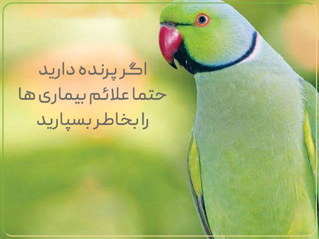 بیماری های رایج طوطی