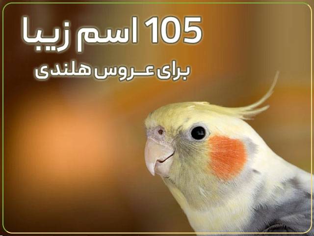اسم برای عروس هلندی نر و ماده ایرانی و خارجی جدید 1401