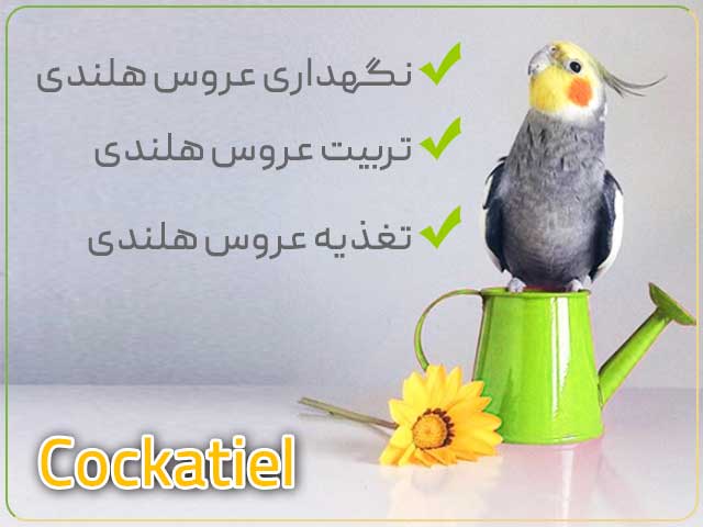 آموزش عروس هلندی تربیت، نگهداری، تغذیه