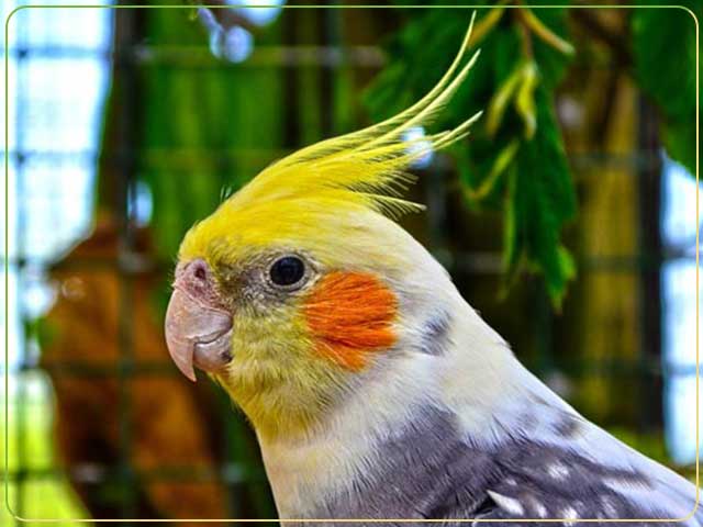 تشخیص سن و جنسیت عروس هلندی