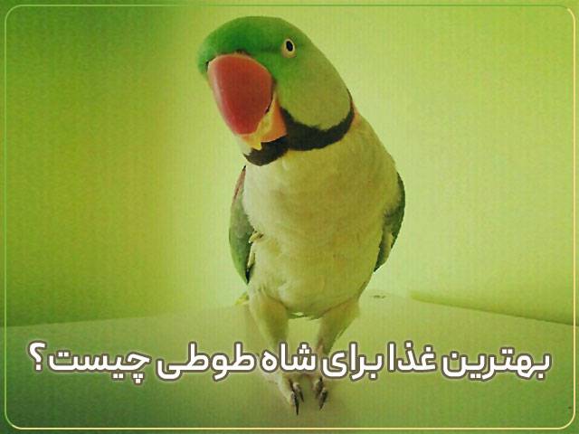 غذای اصلی شاه طوطی چیست؟