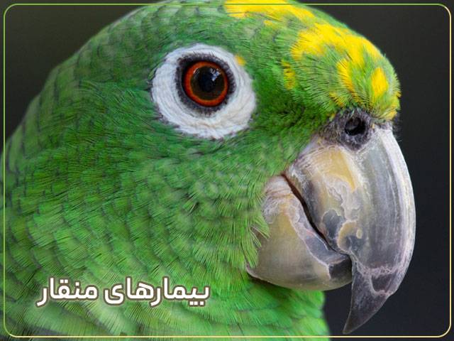 علت سیاه شدن منقار طوطی برزیلی سبز رنگ چیست؟
