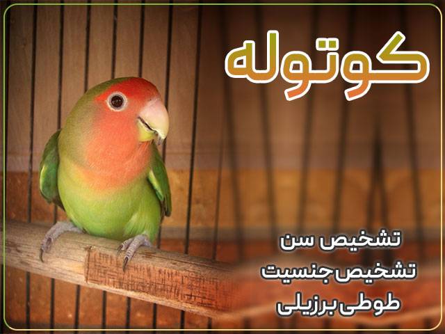 تشخیص سن و جنسیت طوطی برزیلی یا همان کوتوله