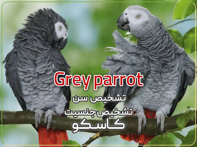 تشخیص سن و جنسیت کاسکو نر و ماده