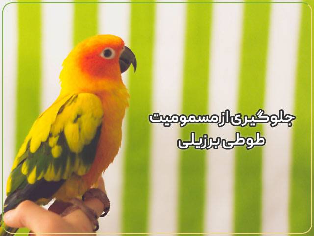 جلوگیری از مسمومیت طوطی برزیلی کوتوله