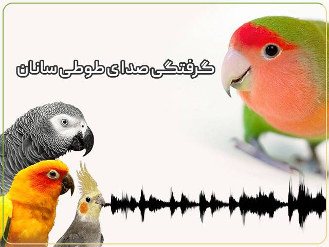 علت گرفتگی صدای طوطی چیست؟