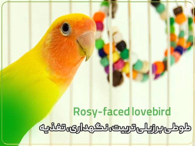 طوطی برزیلی تربیت، نگهداری، تغذیه