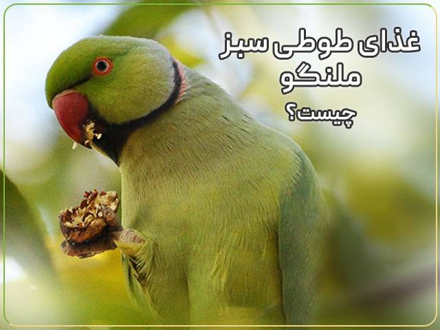 غذای طوطی سبز ملنگو چیست؟