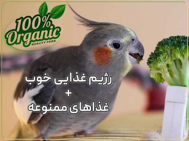 رژیم غذایی خوب برای عروس هلندی، برنامه غذایی عروس هلندی از شنبه تا جمعه