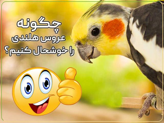 چگونه عروس هلندی را خوشحال کنیم