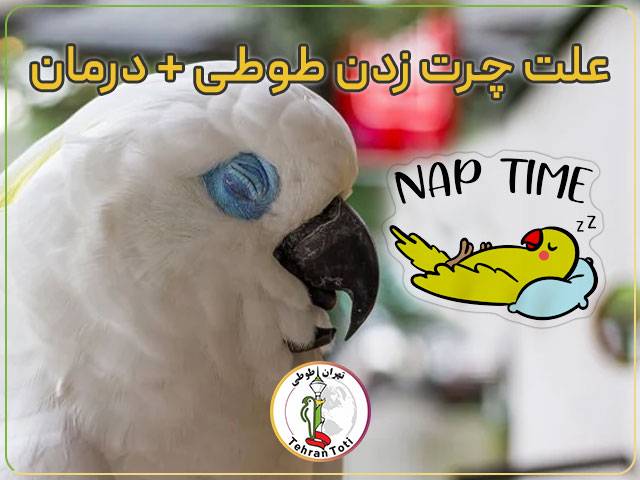 علت چرت زدن طوطی‌ درمان طوطی برزیلی، کاسکو، ملنگو و عروس هلندی
