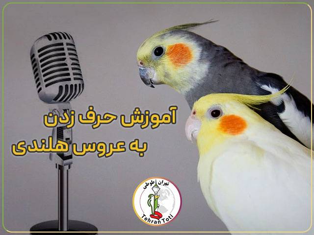 آموزش حرف زدن به عروس هلندی
