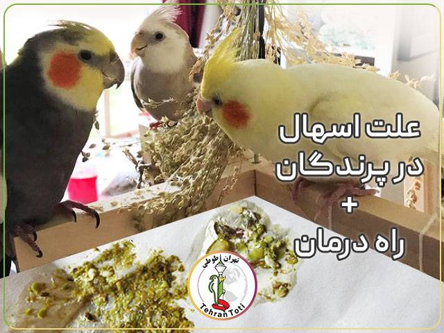 عکس اسهال عروس هلندی و آموزش درمان اسهال در عروس هلندی