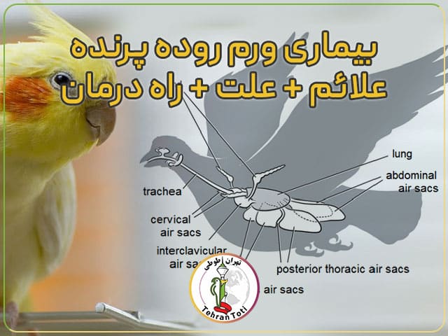 درمان ورم روده عروس هلندی جوجه سرلاکی و علائم رفتن سرلاک در ریه عروس هلندی