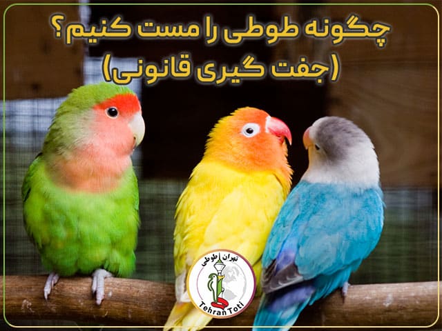 آموزش مست کردن و جفتگیری پرنده هایی مانند: عروس هلندی و طوطی برزیلی کاسکو