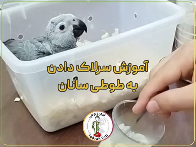 فیلم آموزش سرلاک دادن به عروس هلندی و جوجه طوطی سانان با سرنگ