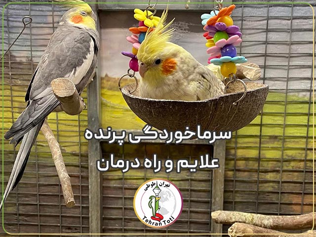 درمان سرماخوردگی طوطی برزیلی و عروس هلندی و