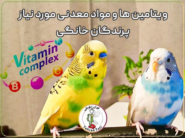 راهنمای خرید مهمترین مکمل ها و مولتی ویتامین ها و مواد معدنی ضروری برای پرندگان خانگی