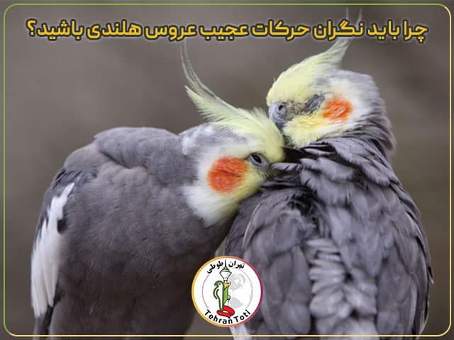 زاهنمای کامل حرکات و رفتارهای عجیب عروس هلندی