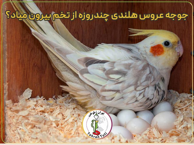 جوجه عروس هلندی چندروزه از تخم بیرون میاد؟