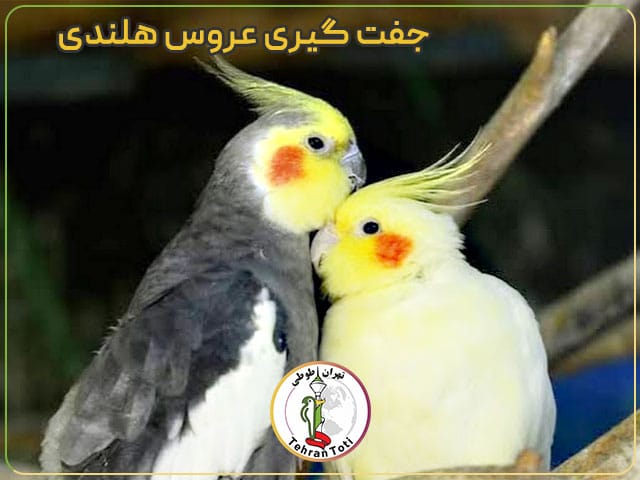 ایجاد فضای مناسب برای جفت گیری عروس هلندی 