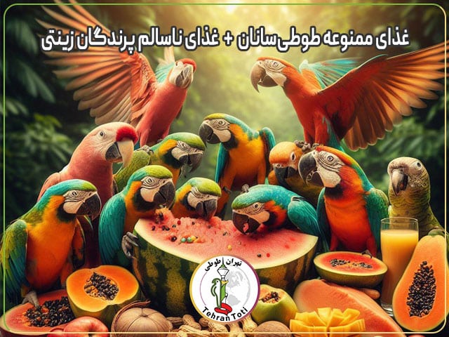 غذای ممنوعه طوطی سانان