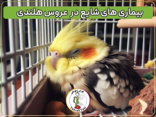 انواع بیماری عروس هلندی و روش های درمانی آن