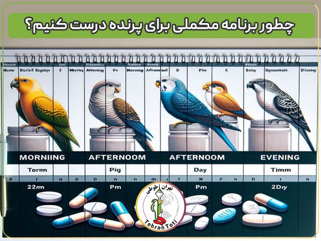 چطور برنامه مکملی برای پرنده درست کنیم؟