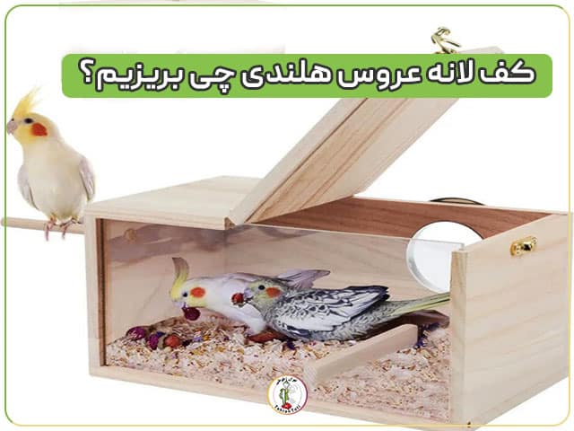 در لانه عروس هلندی چی بریزیم