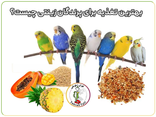 بهترین تغذیه پرندگان زینتی چیست؟